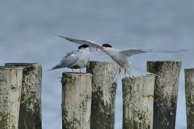 Bij de veerhaven van Ameland was een paar visdiefjes in de weer om hun jong te voeren.  Meestal een paar visjes achter elkaar, en dan even rusten.