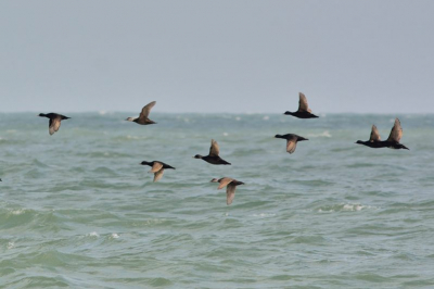 Bij de kust van Norderney zagen we grote zwermen zee-eenden.  Een kleine groep was zo vriendelijk redelijk dicht langs de boot te vliegen.