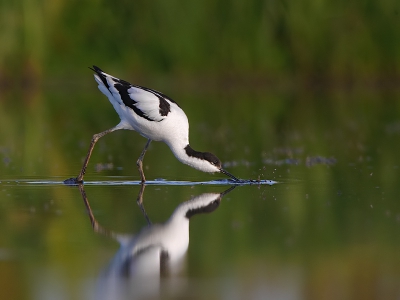 Voor het eerst dit jaar weer eens bij de plasdras in de zeevangspolder gezeten, op de plas was het niet heel druk maar wat een genot toch altijd, lekker alleen in de natuur. Deze Kluut zat er regelmatig.