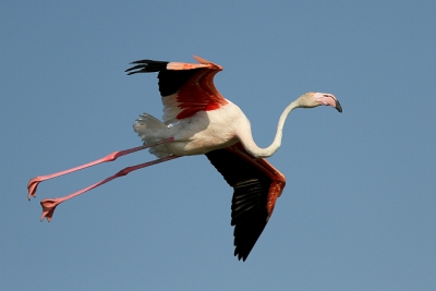 Dit verlof naar de Camargue geweest.
op verschillende plaatsen kan je er flamingo's waarnemen, en met een beetje geluk ook in de vlucht. Hier wordt de landing ingezet.