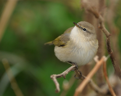 Hier de vogel wat groter in beeld en wat minder rommel er omheen.

.