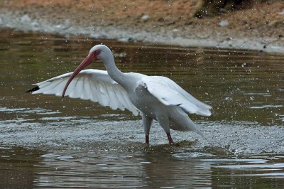 Deze ibis was bezig om een lekker bad te nemen.  In het water, uit het water, veren uitschudden.  Op deze foto spettert het water alle kanten op, ik vond het wel mooi.