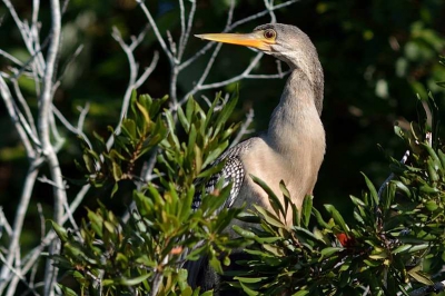 Deze slangenhalsvogels zat mooi tussen de bladeren in het ochtendlicht.   Het lijkt alsof hij in de boom zit, maar dat is niet zo.  Ze zitten altijd klaar om weg te vliegen.  Vallen en vliegen.   Je ziet de vogel maar voor de helft op zijn hoogst, maar dat geeft juist het effect.  Ze zijn hier net zo gewoon als aalscholvers in Nederland.