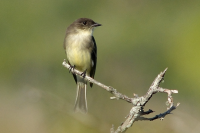 Ik heb een paar dagen rondgelopen in en rond het Merritt Island NWR, en veel vogels gezien, voor mij bijna allemaal nieuwe soorten.     Dit lijkt me een flycatcher, een Eastern Phoebe denk ik.   Iemand die daar iets over kan zeggen?