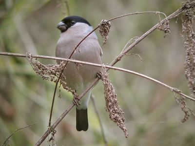 Nog maar eentje omdat het zo goed in de smaak valt.
digiscoping: Leica APO 77 - Nikon Coolpix 990
Bedankt voor de complimenten en commentaren!
groet,
Bas