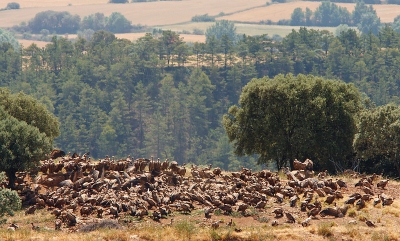 's Ochtends stond ik een muurgekko te fotograferen op een muurtje langs een landweggetje toen een langsrijdende boer me vroeg of ik op de gieren stond te wachten. Hoezo, vroeg ik? Nou zei hij, zodadelijk komen ze een vracht kadavers uitleggen bij het gierenrestaurant daar op die heuvel. Vanaf een uitkijktoren kun je er naar kijken. Ok, zei ik, dan ga ik wel even kijken. Een half uur later kwam er een vrachtauto langsrijden met een grote glimmende stalen bak achterop. Ik ben er achteraan gereden en bij een t-splitsing reden zij rechtdoor naar het gierenrestaurant en ik ging rechtsaf naar de uitkijktoren, die helaas op zo'n 400 m afstand stond. De kadavers werden uitgelegd, een hele berg zwarte opgezwollen varkens en langzaam kwamen de vale gieren aanvliegen. Enkele aasgieren (er zijn er drie op de foto zichtbaar) en rode wouwen waren ook voor het diner uitgenodigd. Het duurde best lang voordat ze het buffet durfden te openen, maar toen was er geen houden meer aan.