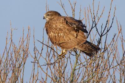 Laat in de middag nabij het Jaap Deensgat (Lauwersmeer) liet deze buizerd zich aan de overkant van de weg uitgebreid bewonderen. Lekker aan het fotograferen en dan stopt er n achter je, en nog n, en nog n en daar ging de buizerd weer. Die dag scheen de zon maar relatief even en het verenkleed kreeg zo een mooie gloed.