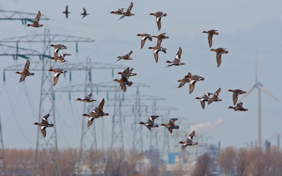 Een ritje door de polder is altijd goed voor vergezichten. Onder de rook van het havengebied van Rotterdam voelen talloze wintergasten zich prima thuis.