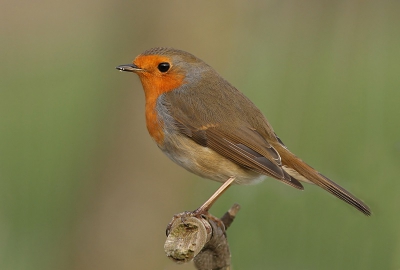 Vandaag nog eens wat tijd in de vaste schuilhut gezeten. Er waren niet zo veel vogels, maar deze roodborst kwam toch even piepen en kwam op een mooie tak zitten.