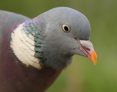 Houtduiven zijn niet de meest geliefde vogels en ze worden ook niet echt vaak op de foto gezet. Ik heb toch even de tijd genomen om deze alomtegenwoordige vogel van dichtbij te fotograferen. Dit exemplaar kwam zo dicht dat ik er een kopportretje van heb gemaakt.