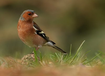 Vandaag nog eens plaatsgenomen in mijn vaste schuilhut. Er waren vaak zo'n tiental vinken aanwezig, die achter wat eetbaars zochten. Af en toe wil er dan al eens eentje mooi poseren en dat is altijd mooi meegenomen natuurlijk!