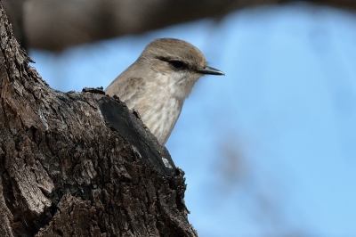 Een alsemfeetiran, als dat geen mooie naam is? In het Engels heet hij gewoon American Grey Flycatcher, dat is toch een stuk minder mooi. Helaas heb ik maar de helft van dit vogeltje, maar omdat het de eerste op birdpix biedt ik hem toch aan.