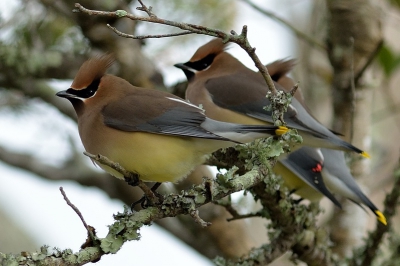 De pestvogels vliegen vaak in groepjes, maar dat dan ook vast te leggen is weer iets anders.  Deze vind ik wel mooi gelukt, keurig op rij in een bosje.