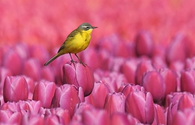 prachtige tulpen velden bij ons in de buurt,ook met de stoomtram door de tulpenvelden geweest!