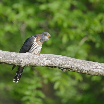 's-Avonds toch nog even een rondje gamaakt langs het hek van het reservaat. Hier zat de Koekoe van het avondzonnetje te genieten op de omheining. Ik kon redelijk dichtbij komen en mij "verbergen"  achter de camera en de deurstijl.