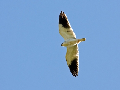 De Grijze Wouw is 1 van mijn lievelingen. Een bijzondere vogel die in Europa maar in een klein gedeelte voorkomt.