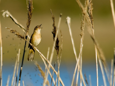 Deze Snor liet zich overduidelijk horen. De foto is gemeekt bij een lagune wat duidelijk te zien is in de inderkant van de foto. De rest van de achtergrond zijn de duinen in de verte. De foto is gemaakt in de vroege ochtend met weinig licht.