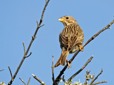 Grauwe Gorzen hebben wij in overvloed in de Alentejo regio van Portugal en ze zijn niet echt schuw.