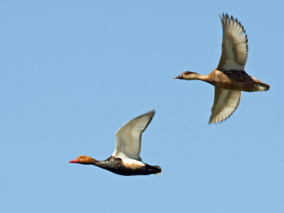 Krooneenden zijn het gehele jaar aanwezig in de Alentejo regio van Portugal. Dit paartje kwam keurig voor mijn lens langsvliegen. Helaas zat de Witoogeend vandaag te ver weg voor een goede foto.