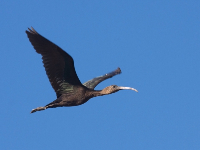 Deze Zwarte Ibis kwam keurig langsvliegen. Vijf jaar geleden zagen wij de eesrte Zwarte Ibissen, tegenwoordig hebben wij er duizenden in de Alentejo regio van Portugal. Als het licht er goed op schijnt zijn zij helemaal niet zwart maar hebben groen, roestbruin en paars in het verenkleed. de Engelse naam Glossy Ibis is dan ook veel beter gekozen.