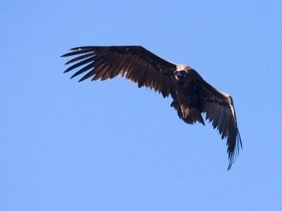 Deze Monniksgier kwam ons uitgebreid controleren maar wij leefden dus nog en dat was natuurlijk wel jammer. Helaas stond de zon net verkeerd of vloog de vogel net aan de verkeerde kant, het is maar hoe je het bekijkt.