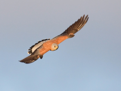 Deze foto van het mannetje Kleine Torenvalk heb ik vanochtend om 6.56 uur gemaakt in het vroege ochtendzonnetje. Zij doen het goed in de Alentejo regio van Portugal. Op dit moment meer dan 1.000 paartjes.