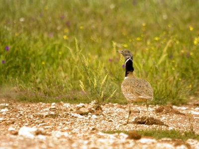 Kleine Trap op de steppen van de Alentejo regio van Portugal. Met dank aan Jaap Vink die deze foto voor mij bewerkt heeft.