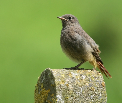 Op enkele honderden meters van mijn woonplaats heeft een koppeltje zwarte roodstaarten een nest gebouwd en daarvan zijn de jongen enkele dagen geleden uitgevlogen. Vandaag merkte ik opeens dat de hele familie aanwezig was op ons erf. Snel een mooi paaltje uitgezocht en gewacht tot er n kwam zitten en ja hoor! Tevreden over mijn eerste foto met mijn nieuwe camera. Ga hier nog veel plezier aan beleven, denk ik zo...