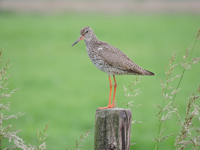 Dit is een voorbeeld van de mogelijjkheden van nikon p600
Op de uiterste optische zoomstand 1440 mm.