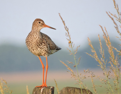 Weer een tureluur ja.. Ik laat deze speciaal even zien
om het werk vcn de Coolpix P600 met 1440 mm te tonen.
Deze foto is daar weer een 70% crop van ! Ik vind dit meer dan behoorlijk wat dit compactje doet.