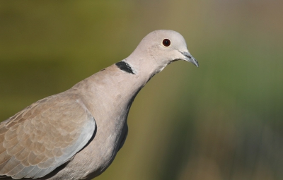 Enkele maanden geleden heb ik mij enkele dagen bezig gehouden met de 'gewone' tuinvogels in de tuin. Vanuit een vaste schuilhut kon ik toen verschillende vogels fotograferen. Duiven heb je altijd en overal, deze turkse tortel keek even raar op toen hij de sluiter van mijn camera hoorde.