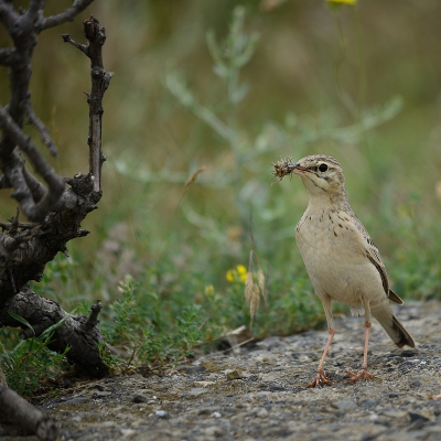 Langs de doodlopende weg in het Balkangebergte vond is vlakbij mij favorite Roodkopklauwier struik de Duinpiepers druk in de weer insecten naar het nest te brengen. Van het mannetje en het vrouwtje load ik een opname op voor de database.