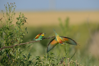 Door de hevige regenval is mijn favorite Bijeneterswand weggespoeld. Twee koppeltjes komen terug en lijken opnieuw een nest te gaan maken. Vandaag geconcentreert op het maken van vliegbeelden en waarvan hierbij twee opnamen voor de database.