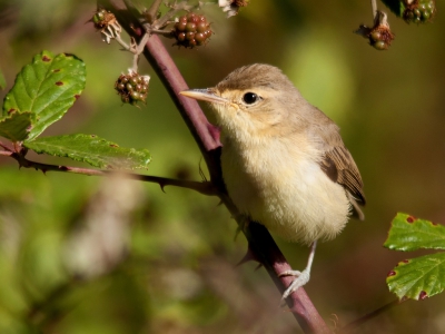 Nu het land begint op te drogen worden de vogels bijna gedwongen om naar de poel bij de vogelhut op Monte Horizonte te gaan. Het voordeel voor mij is dat ik de vogels van heel dichtbij kan observeren.