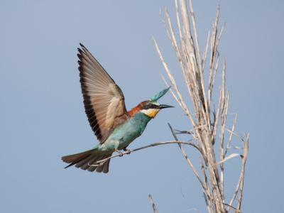 De Bijeneters zijn volop aanwezig maar hebben nog geen jongen. Het blijft genietenmet deze kleurrijke vogels.