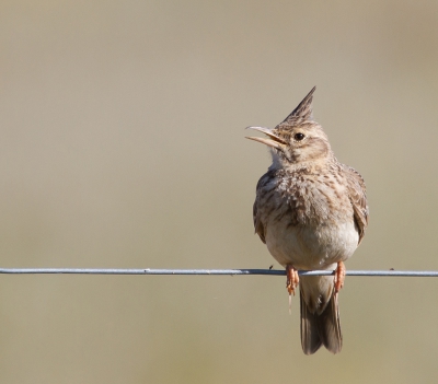 Die Spanjaarden hebben er goed over nagedacht met al die ijzerdraad afrasteringen langs de wegen. Ze weten natuurlijk wat vogels willen. Ze willen een draadje om op te zitten zodat ze alle kanten op kunnen kijken en zogauw er onraad is kunnen ze wegduiken in het lange gewas/gras. Dat wordt natuurlijk niet gemaaid, dat blijft lekker lang en rommelig, een goede schuilplek voor de vogels. Maar ze weten ook wat fotografen willen. Die willen een vogel  op oog hoogte, op korte afstand  het liefst dicht bij de weg zodat ze de vogels niet hoeven te verstoren vanuit hun mobiele kijkhut en helemaal vrij zodat ze geen hinderlijke takken weg hoeven te klonen. Ja en dat door het hele land heen want het ijzerdraad kost bijna niets daar en de vogels weten het overal te vinden. En dit is nou zo'n plaatje met een vogel op een draadje dicht bij de weg. Toffe lui die Spanjaarden, ik mag ze wel.