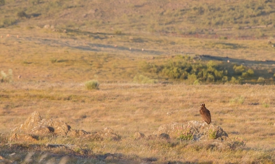 In eerste instantie vond ik de vogel te ver weg zitten maar zo met die omgeving erbij vind ik hem toch wel erg mooi. Een echt Spaans tafereeltje, zoals je dat daar zomaar tegen kunt komen. Een gier op een steen in het avondzonnetje. Zal hij zitten wachten tot er een schaap het loodje legt en hij er als eerste op af kan gaan.......