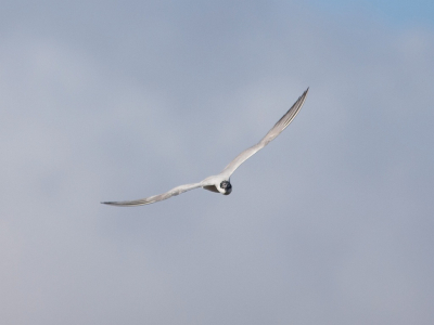 Deze foto vind ik zelf wel mooi, het gebeurt niet zo vaak dat je een stern kunt fotograferen die recht op je afkomt.