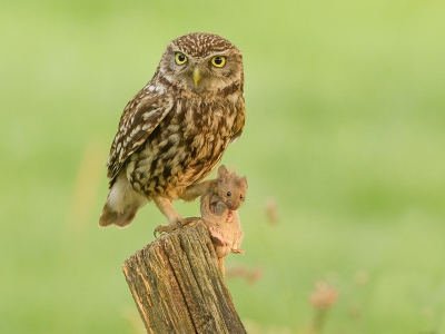 Je gelooft je ogen niet als een steenuiltje zo voor je staat, ik wist niet goed wat ik moest doen, of kijken door de lens of ook afdrukken, ik was zo bang dat hij / zij zou gaan vliegen. ( ik heb dit soort plaatjes wel eens gezien en dan denk je van: o dat zou toch leuk zijn om ook eens te kunnen fotograferen ) Nu dat is dus gelukt.