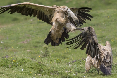 Zie mijn vorige foto. Dode koe en een tiental gieren. Constant knokpartijen. In de 70 minuten dat ik het kon volgen kwam het regelmatig voor dat geen enkele gier kon eten, omdat ze alleen maar bezig waren met elkaar.