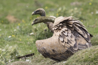 zie vorige foto's. Als je je afvraagt waarom de voorste gier een groenige kop en nek heeft: dat krijg je als je probeert een koe via zijn achteringang leeg te eten!