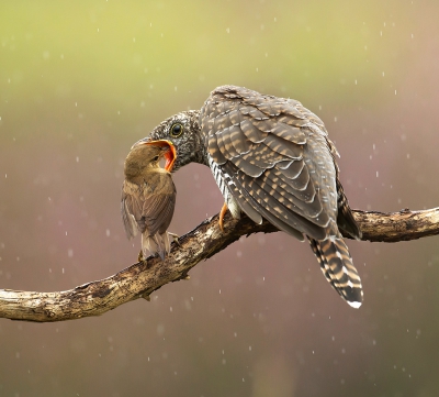 Cuculus canorus / Koekoek / Common Cuckoo