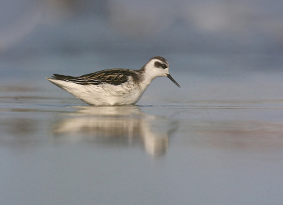 Wat was het leuk om tussen de grote kieviten en meeuwen zo'n klein en rap franjepootje te zien foerageren. Ik had 'm zelf nog nooit zo dichtbij gezien hoewel de fotografische afstand nog best groot was. Moest dus wel een crop worden, maar ik dacht dat het wel de moeite waard was om 'm hier even te laten zien