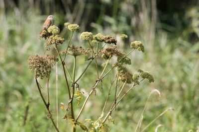 Hier is de grauwe klauwier te zien met nog iets meer omgeving. De plant lijkt mij hier een gewone berenklauw en was ongeveer 1 meter lang.