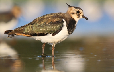 Deze jonge Kievit toonde hier dat ie weliswaar nog niet toe is aan de volledige kuiflengte maar dat het met die metallic-outfit inmiddels al aardig is gelukt