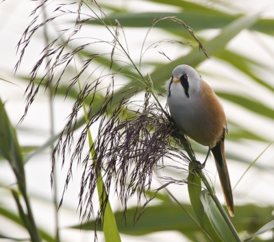 Tweede poging.Er komen op Birdpix nogal eens wat baardmannen voorbij en zo onderscheidend is deze foto niet. Maar als je ( eindelijk ) pas in je 74e levensjaar een baardman ziet en schiet is dat toch echt kikken.