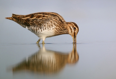 Nog maar eens een snip dan. De reflectie en het licht maken dat ik 'm wel  wel mooi vind, ik hoop jullie ook!