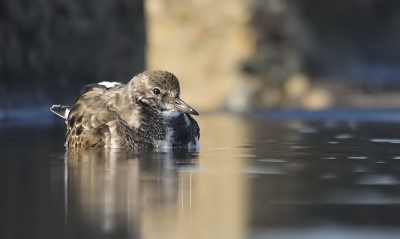 Ze zijn zo leuk! En altijd gewillige modellen. Deze had net een beetje gebadderd in 1 van de plasjes op het havenhoofd. De reflecties in het water vind ik mooi.