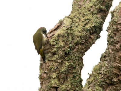 Deze Iberische Groen Specht kwam bij de vogelhut op Monte Horizonte in een dode boom zitten. Helaas waren de omstandigheden om te fotograferen slecht, bewolkt weer en weinig licht dus 2 stops overbelicht.