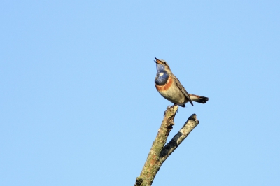Deze blauwborst gefotografeerd in natuur gebied Bargerveen